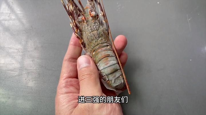 詳細閱讀:青龍魚飼養難度如何? 青龍魚飼養難度如何?